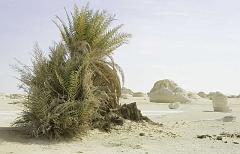 White Desert IMGP4440 1